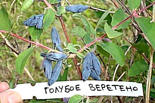 All about the variety of honeysuckle Blue spindle: characteristics, planting and care