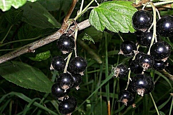 Summer resident - characteristics of the black currant variety and methods of growing it