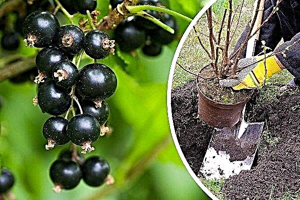 Blackcurrant: features of planting and crop care