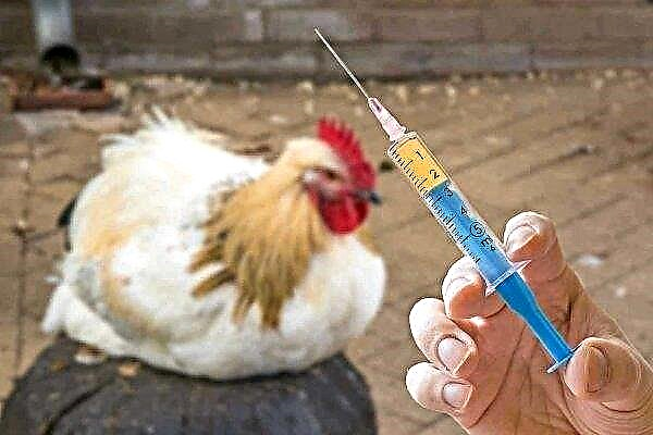 Revisão de antibióticos para galinhas