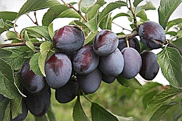 Variété de prune Bogatyrskaya: principales caractéristiques et subtilités de la culture