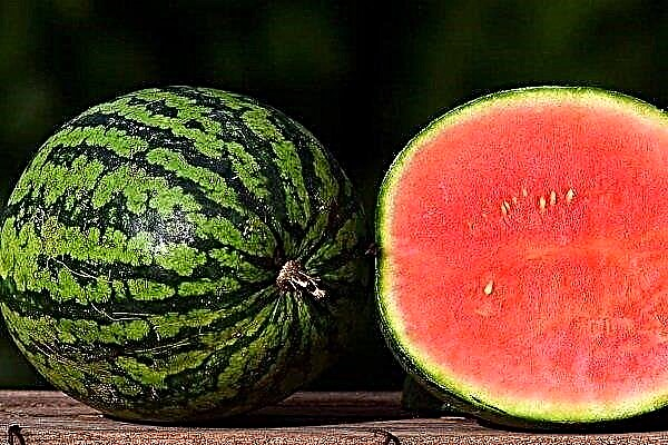 Mängd vattenmelon Romanza: egenskaper och egenskaper hos växande