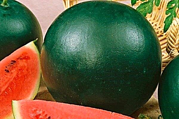 Variety of watermelon Spark: description and rules for growing