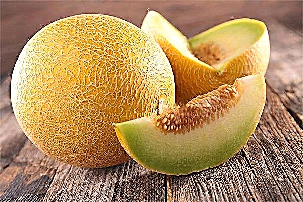 Alles über die Melonensorte Kolkhoznitsa: Eigenschaften, Pflanzung und Pflege