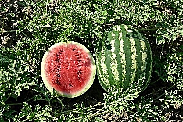 Watermelon Crimson Sweet: Merkmale der Sorte, des Anbaus und der Pflege