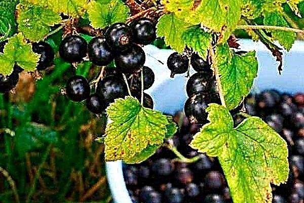 Blackcurrant Exotic - characteristics, planting algorithm and care recommendations