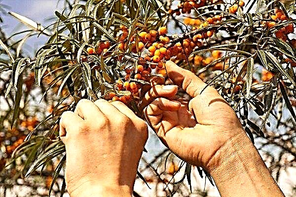 Harvesting sea buckthorn: an overview of devices and methods