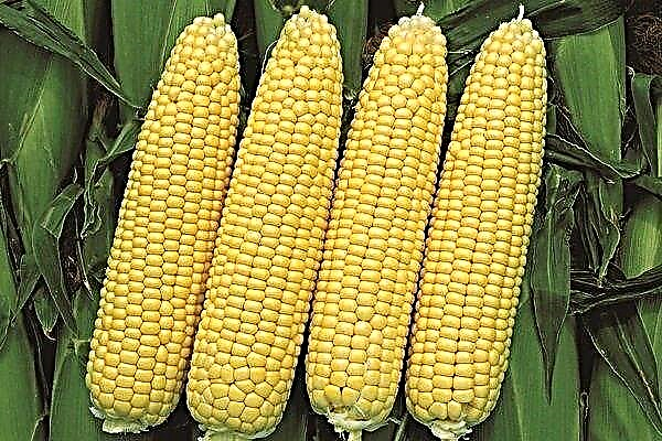 Bonduelle corn variety: characteristics, planting and care