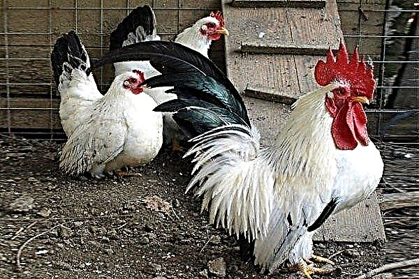 The Shabo chicken breed: an overview of the characteristics and conditions of detention
