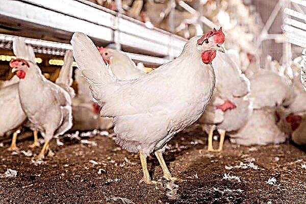 Description of the Dekalb chicken breed: all about keeping and breeding