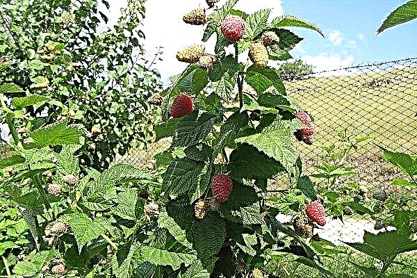 Como plantar e cultivar framboesas Krepysh? Características da variedade