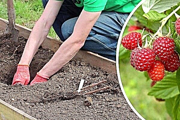How to plant raspberries in the fall: step-by-step instructions