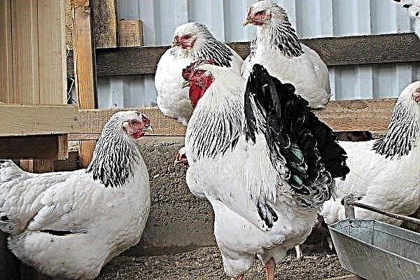 Првомајске пилиће: карактеристике пасмине, нега и одржавање