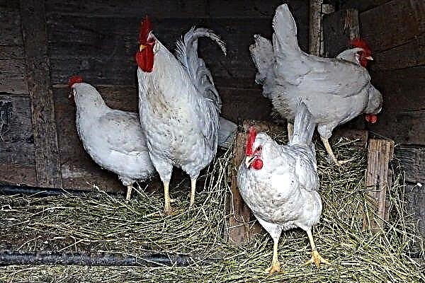 Race blanche russe de poulets: caractéristiques et caractéristiques de l'élevage