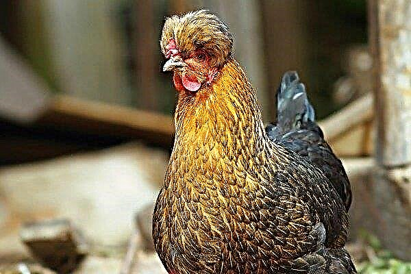 Pollo con cresta ruso: descripción de la raza y secretos de cría