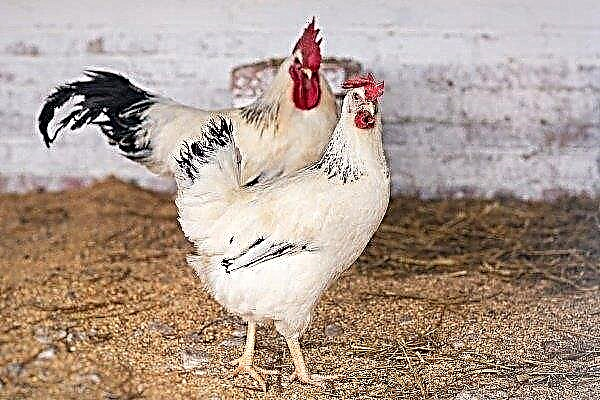Adler srebrne kokoši: opis pasmine, održavanje i njega