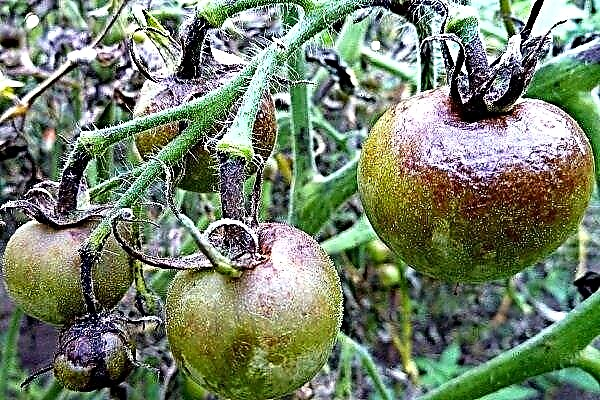 Kuinka käsitellä tomaattien myöhäistä leviämistä: yksinkertaisia ​​ja tehokkaita tapoja