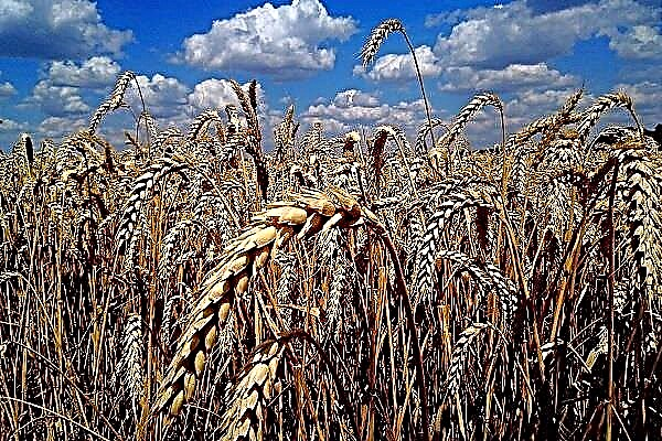 All about the wheat variety "Voronezh-18"