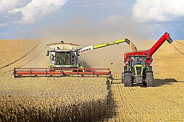 Kako i kada beriti ozimo pšenicu?
