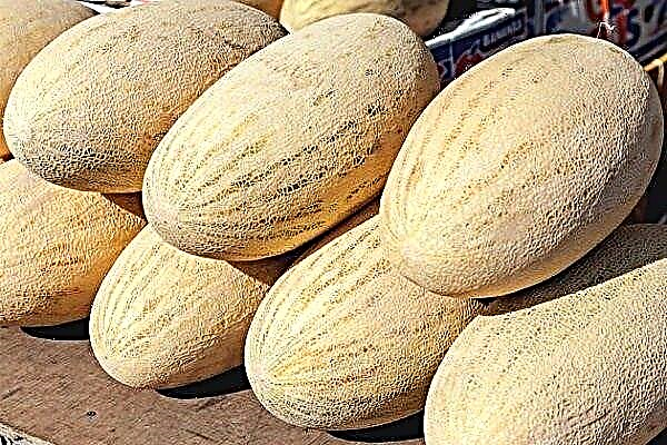 Variedad de melón - Torpedo: características y técnica de cultivo.