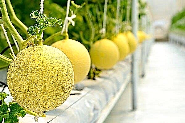 Melon Greenhouse opas