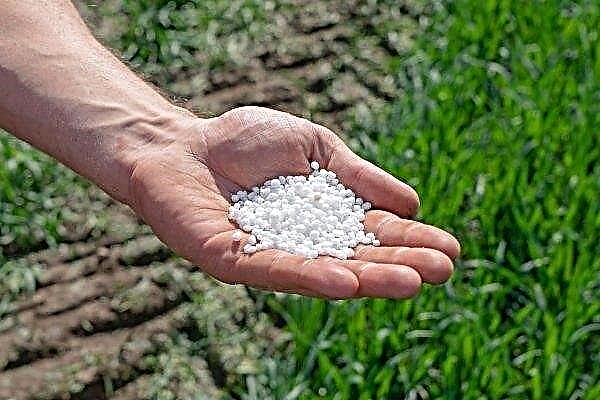 ¿Cómo, cuándo y cómo fertilizar el trigo de invierno?