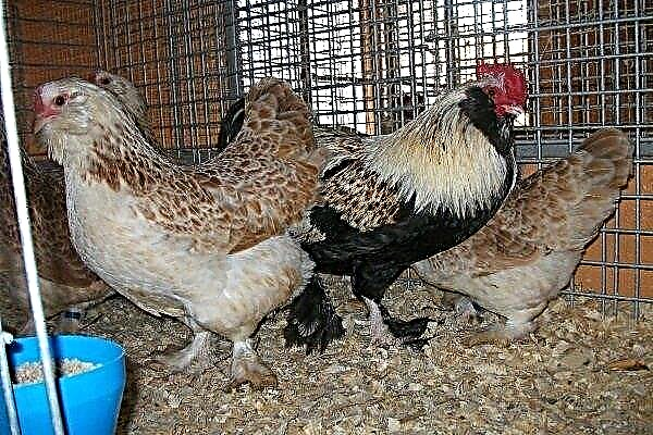 Kuřata Faverol: vlastnosti a vlastnosti chovu