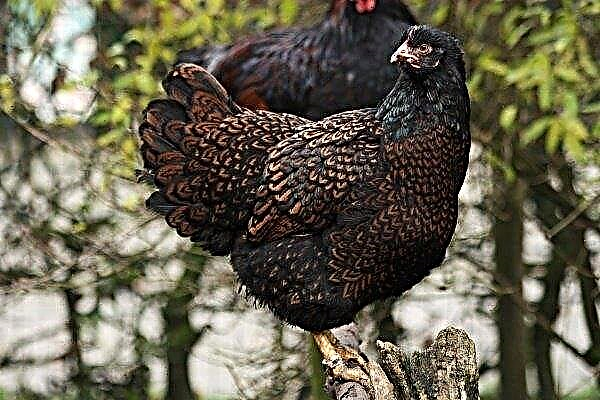 Overview of the Barneveld Chicken Breed