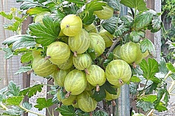 Сорт цариградско грозде Invicta: характеристики и компетентно отглеждане