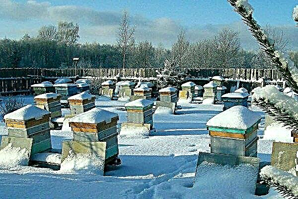 How to organize wintering of bees in the wild?