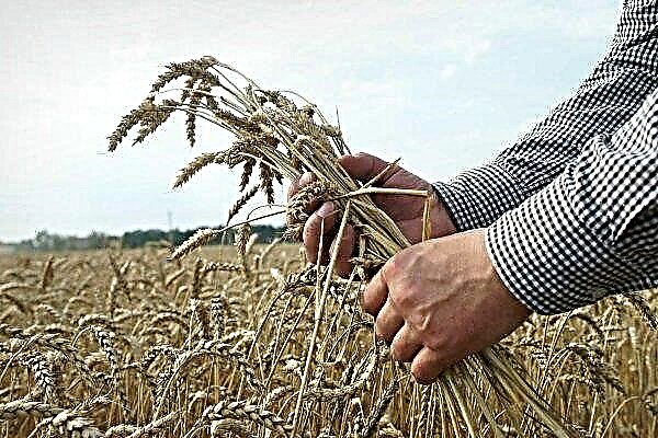 Все про озимої пшениці: її особливості, посів, вирощування і збір