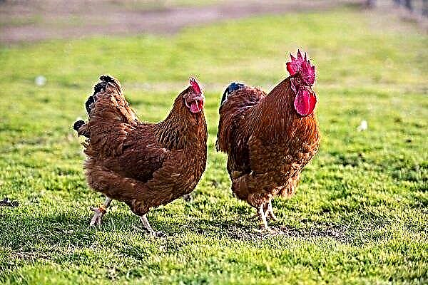 Opis piščancev iz New Hampshira in njihova pravila