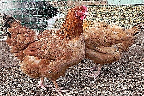 Raksasa Hungaria: penerangan mengenai ayam, ciri dan kandungannya