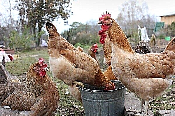 Ayam Tsarskoye Selo: ciri dan kehalusannya tumbuh