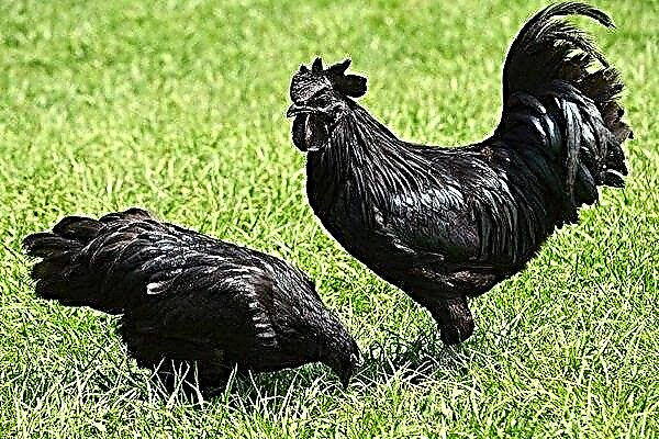 Ayam Tsemani kanatõu kirjeldus: selle omadused ja sisu omadused