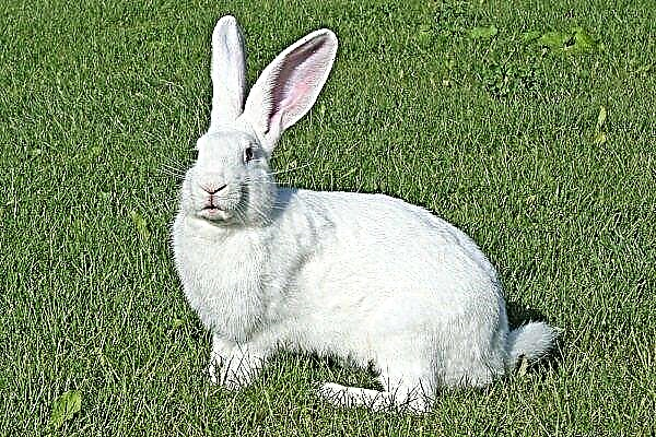 Raça de coelho Gigante branco: características, conteúdo e criação