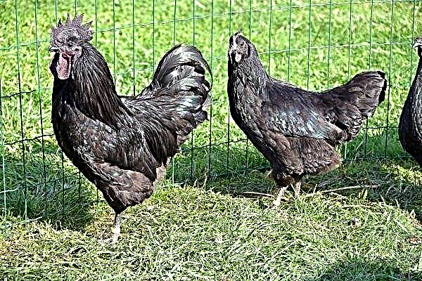 Descrição de galinhas da raça Uheyiluy: características e características do conteúdo