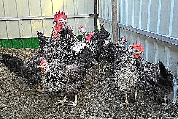 Kotlyarevskie chickens: a detailed description of the breed and features of the content