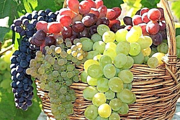 Najboljše sorte grozdja, odporne proti mrazu
