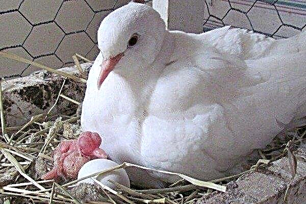How to breed pigeons correctly?