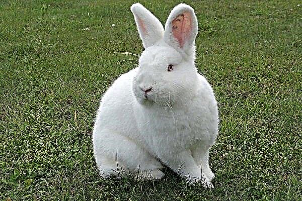 New Zealand rabbit: breed features, keeping and breeding