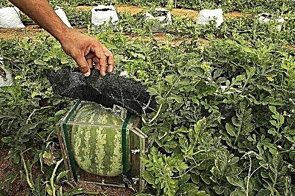 كيف ينمو البطيخ المربع؟