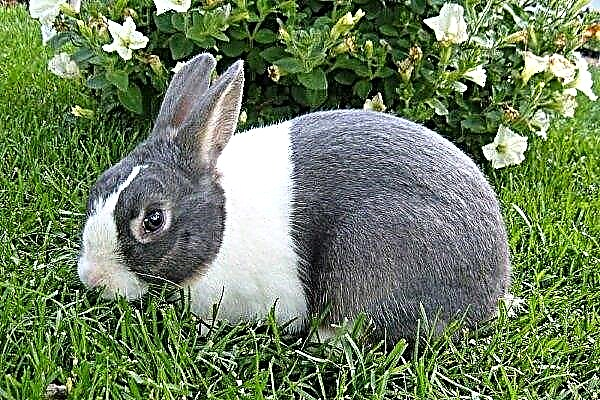 ¿Qué necesitas saber sobre conejos holandeses?