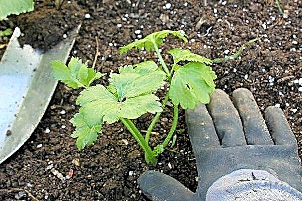 How to plant and grow parsley? Step by step instructions