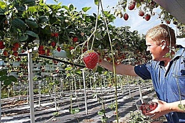 Technologie néerlandaise de culture de la fraise