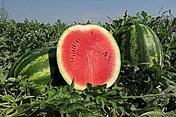 Hersteller von Wassermelonensorten: Beschreibung der Merkmale und der Anbautechnik