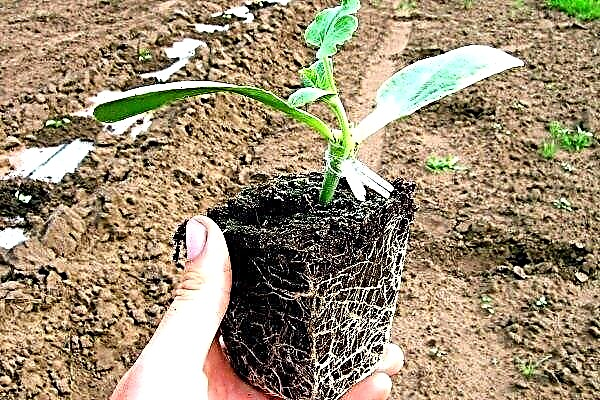 ¿Cómo plantar una sandía en una calabaza?