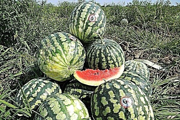 Eigenschaften der Astrachan-Wassermelone und Wachstumsregeln