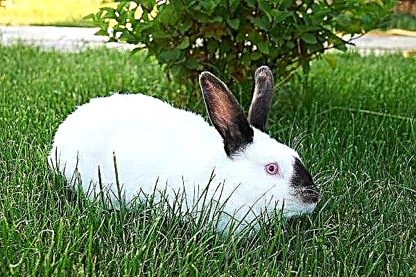 Beschreibung des kalifornischen Kaninchens und der Regeln für seine Wartung