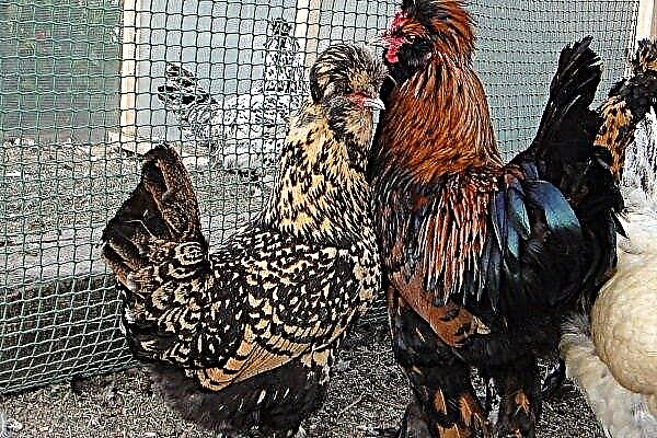 Pavlovsk chickens: characteristics of the breed and features of cultivation
